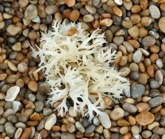Tasty Sea Moss Recipes