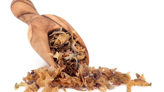 Uncovering the Benefits of Sea Moss