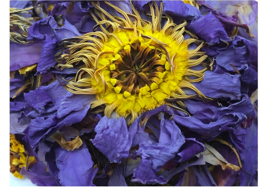 EGYPTIAN BLUE LOTUS